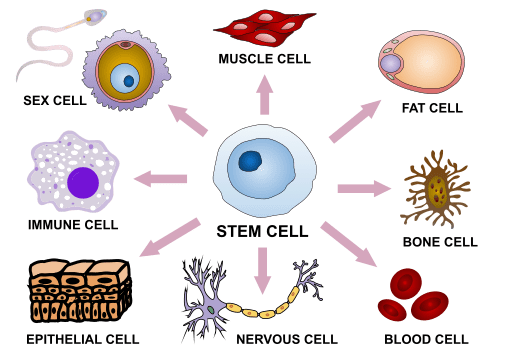 stem cell differentiation as a potential treatment for macular degeneration